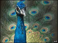 Amorous peacock (from bbc.co.uk)