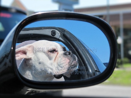 Mark Demshock Photography boxer in sideview mirror