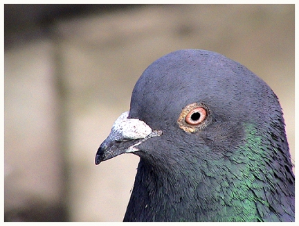 Pidgeon by the Programmers Stone