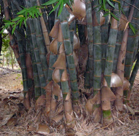 Bamboo at Lewa Downs, Kenya