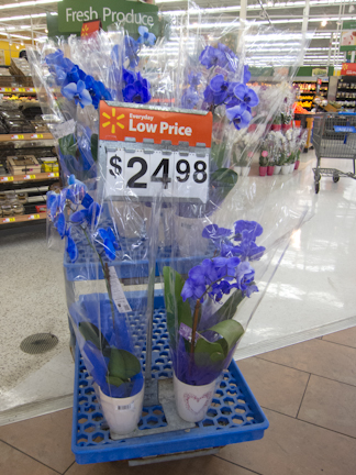 blue orchids at Walmart