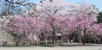 cherry trees blooming in Kyoto