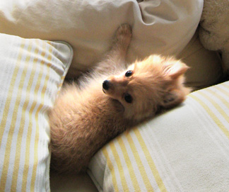 Ginger amongst the pillows