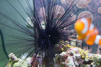 Herman the Sea Urchin
