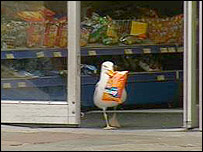 The Scottish Seagull and his Doritos (BBC photo)