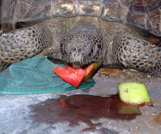 Yertle the Turtle eating watermelon