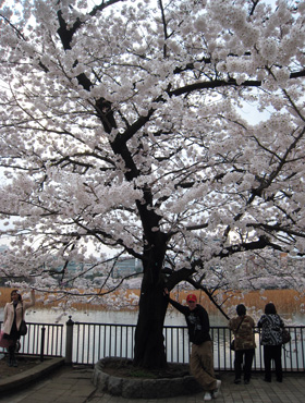 Cherry tree in bloom at Ueno Park