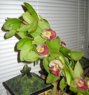 Vera Wang signature orchids stem